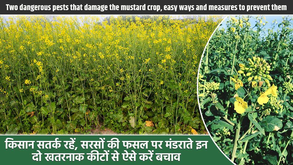 These 4 Diseases Can Destroy Mustard Crops – Learn the Symptoms and Prevention Methods! These 4 Diseases Can Destroy Mustard Crops – Learn the Symptoms and Prevention Methods!