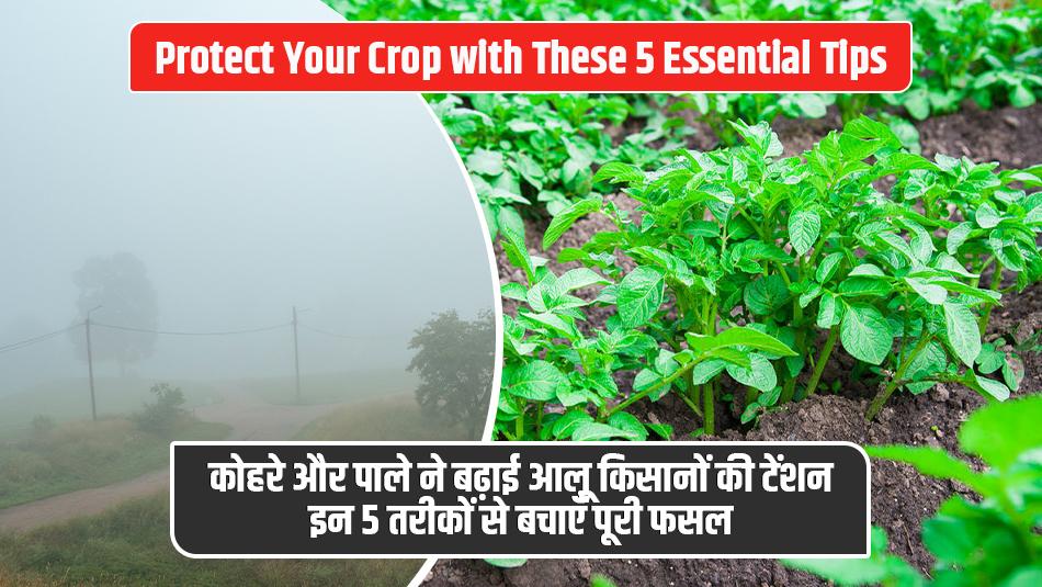 Fog and Frost Raise Concerns for Potato Farmers — Protect Your Crop with These 5 Essential Tips