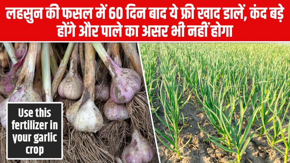 Garlic Crop: Use this fertilizer in your garlic crop, it will produce larger bulbs and protect against frost effects Garlic Crop: Use this fertilizer in your garlic crop, it will produce larger bulbs and protect against frost effects