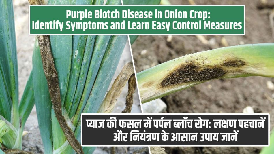 Purple Blotch Disease in Onion Crop: Identify Symptoms and Learn Easy Control Measures Purple Blotch Disease in Onion Crop: Identify Symptoms and Learn Easy Control Measures