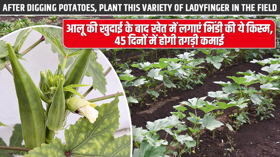 आलू की खुदाई के बाद खेत में लगाएं भिंडी की ये किस्म, 45 दिनों में होगी तगड़ी कमाई!