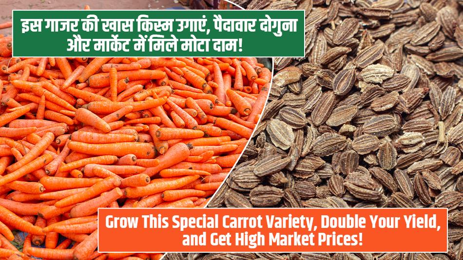 Grow This Special Carrot Variety, Double Your Yield, and Get High Market Prices!