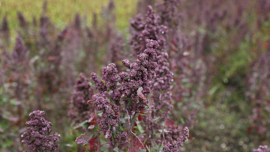 Quinoa farming: मध्य प्रदेश का किसान उगा रहा विदेशी सुपरफूड, कमाई इतनी कि जानकर रह जाएंगे हैरान