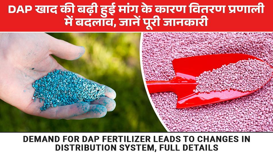 Demand for DAP fertilizer leads to changes in distribution system, full details Demand for DAP fertilizer leads to changes in distribution system, full details