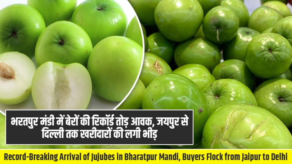 Ber price: भरतपुर मंडी में बेरों की रिकॉर्ड तोड़ आवक, जयपुर से दिल्ली तक खरीदारों की लगी भीड़