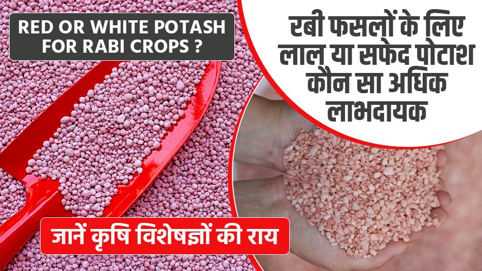 Red or White Potash for Rabi Crops, Which is More Beneficial? Expert Opinions Red or White Potash for Rabi Crops, Which is More Beneficial? Expert Opinions