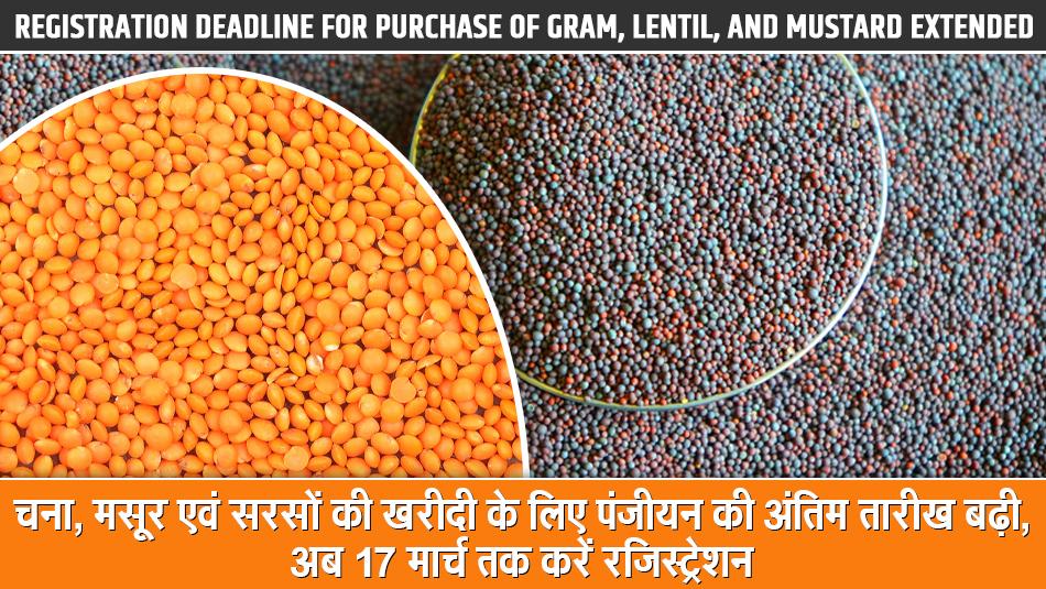 Farmers’ Wait is Over, MSP Registration for Chickpeas and Mustard Begins from April 1 – Know the Complete Process Farmers’ Wait is Over, MSP Registration for Chickpeas and Mustard Begins from April 1 – Know the Complete Process