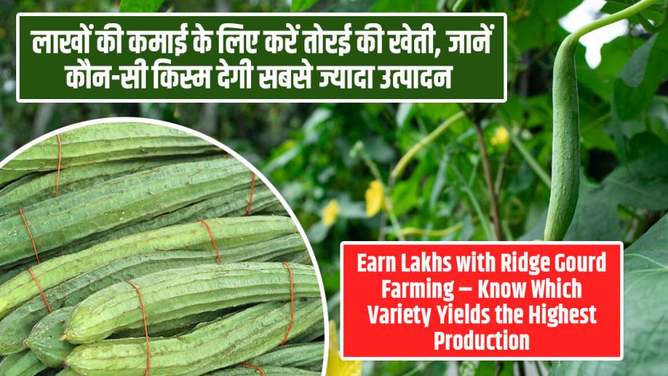 Earn Lakhs with Ridge Gourd Farming – Know Which Variety Yields the Highest Production Earn Lakhs with Ridge Gourd Farming – Know Which Variety Yields the Highest Production