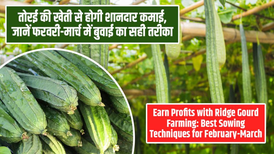 Earn Profits with Ridge Gourd Farming: Best Sowing Techniques for February-March Earn Profits with Ridge Gourd Farming: Best Sowing Techniques for February-March