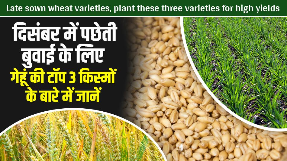 Late sown wheat varieties, plant these three varieties for high yields Late sown wheat varieties, plant these three varieties for high yields