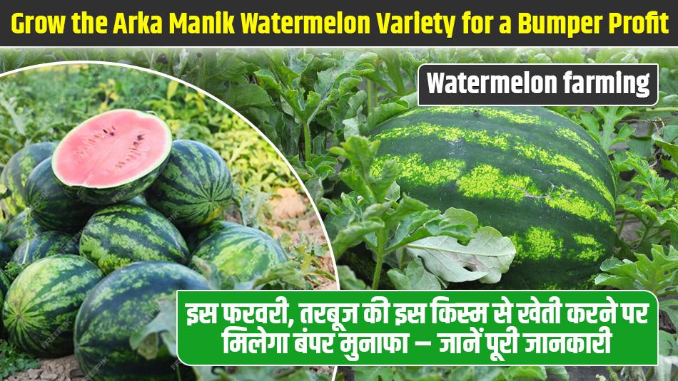 This February, Grow the Arka Manik Watermelon Variety for a Bumper Profit – Complete Information This February, Grow the Arka Manik Watermelon Variety for a Bumper Profit – Complete Information