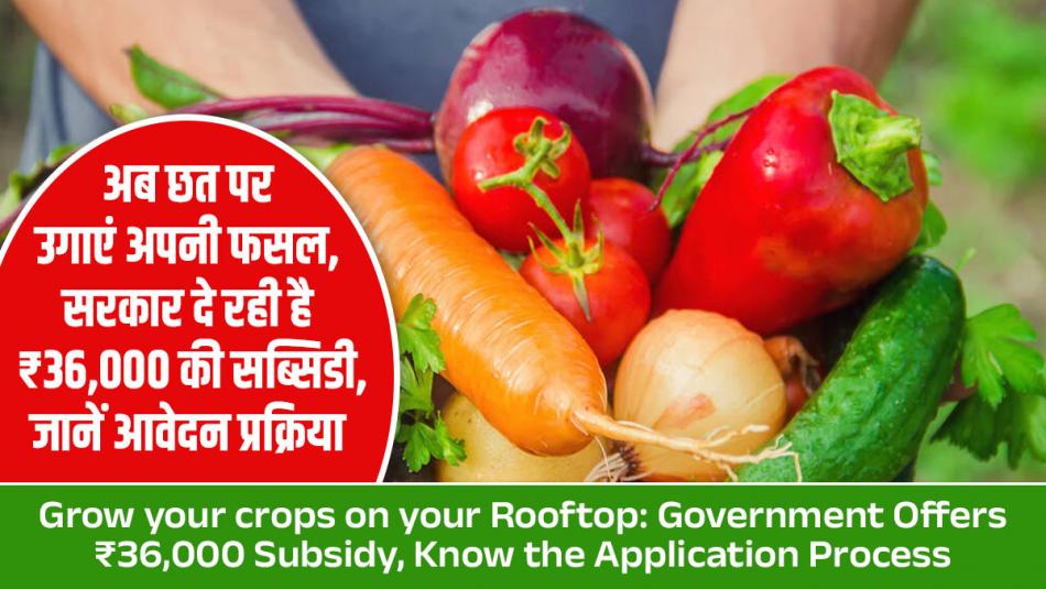 Rooftop Gardening Scheme: अब छत पर उगाएं अपनी फसल, सरकार दे रही है ₹36,000 की सब्सिडी, जानें आवेदन प्रक्रिया