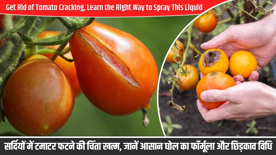 Agriculture Tips: सर्दियों में टमाटर फटने की चिंता खत्म, जानें आसान घोल का फॉर्मूला और छिड़काव विधि