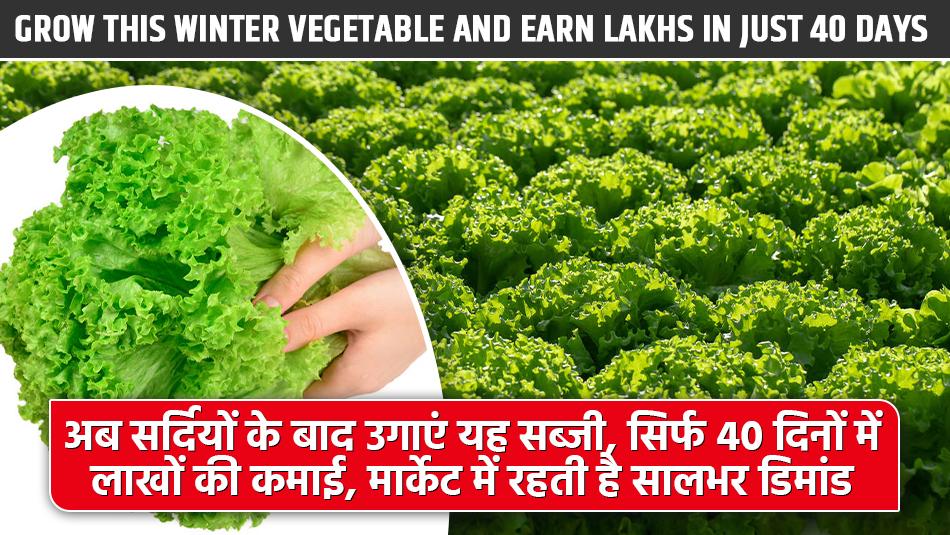 Grow This Winter Vegetable and Earn Lakhs in Just 40 Days, High Market Demand All Year Round Grow This Winter Vegetable and Earn Lakhs in Just 40 Days, High Market Demand All Year Round