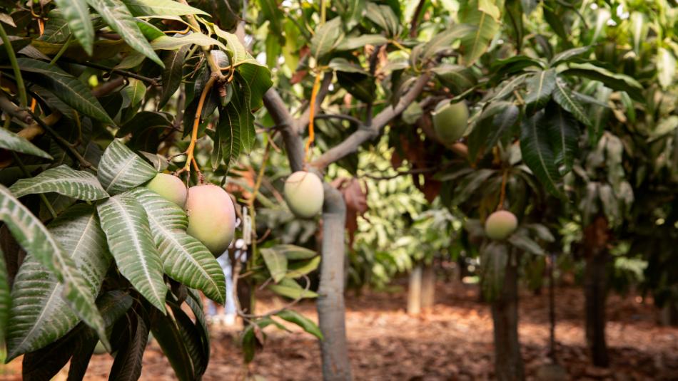 Pests Attacking Your Mango Crop? Here Are Effective Home Remedies for Immediate Protection Pests Attacking Your Mango Crop? Here Are Effective Home Remedies for Immediate Protection