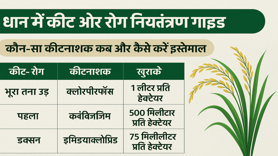 धान की फसल पर कीट और रोग का हमला! सही समय पर करें ये उपाय, वरना होगा भारी नुकसान