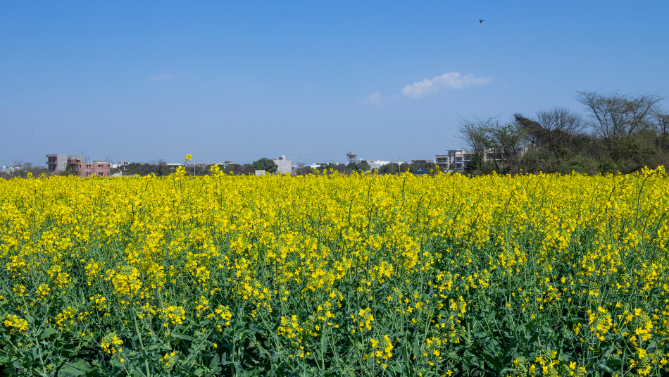 Great News for Mustard Farmers! Sell Your Crop 13 Days Earlier, Get Payment Within 48 Hours Great News for Mustard Farmers! Sell Your Crop 13 Days Earlier, Get Payment Within 48 Hours