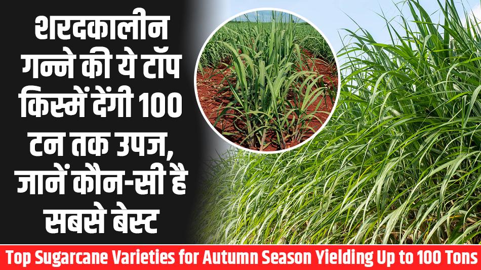 Top Sugarcane Varieties for Autumn Season Yielding Up to 100 Tons – Know the Best One Top Sugarcane Varieties for Autumn Season Yielding Up to 100 Tons – Know the Best One