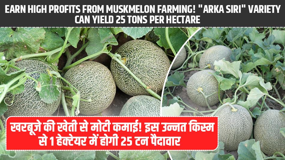Earn High Profits from Muskmelon Farming! "Arka Siri" Variety Can Yield 25 Tons Per Hectare Earn High Profits from Muskmelon Farming! "Arka Siri" Variety Can Yield 25 Tons Per Hectare