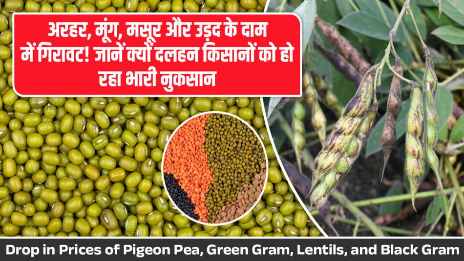 Drop in Prices of Pigeon Pea, Green Gram, Lentils, and Black Gram! Here's Why Pulse Farmers Are Facing Heavy Losses Drop in Prices of Pigeon Pea, Green Gram, Lentils, and Black Gram! Here's Why Pulse Farmers Are Facing Heavy Losses