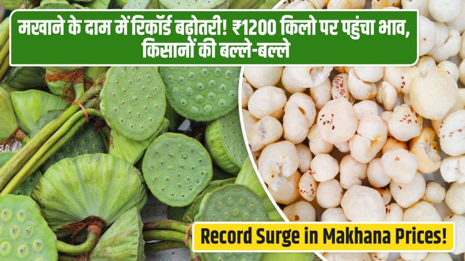 Record Surge in Makhana Prices! Rates Reach ₹1200 per Kg, Bringing Profits to Farmers Record Surge in Makhana Prices! Rates Reach ₹1200 per Kg, Bringing Profits to Farmers