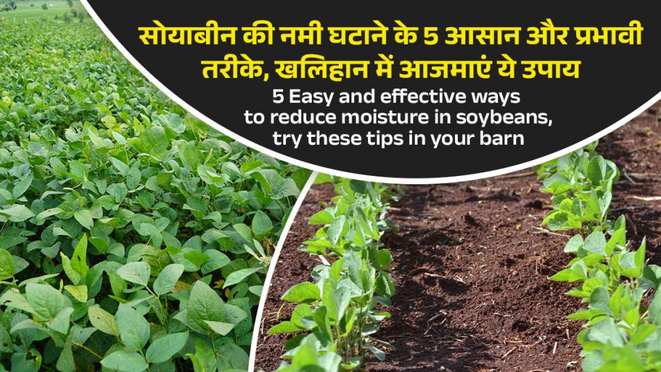 5 Easy and effective ways to reduce moisture in soybeans, try these tips in your barn 5 Easy and effective ways to reduce moisture in soybeans, try these tips in your barn