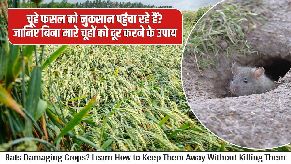 चूहे फसल को नुकसान पहुंचा रहे हैं? जानिए बिना मारे चूहों को दूर करने के उपाय