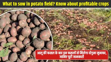 आलू के बाद इन फसलों से कमाएं दोगुना मुनाफा