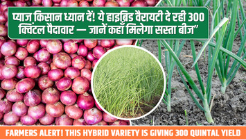Pyaj Ki Kheti: प्याज किसान ध्यान दें! ये हाइब्रिड वैरायटी दे रही 300 क्विंटल पैदावार — जानें कहाँ मिलेगा सस्ता बीज”