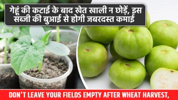 Don't Leave Your Fields Empty After Wheat Harvest, Grow This Vegetable for Great Profits