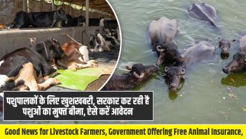 पशुपालकों के लिए खुशखबरी, सरकार कर रही है पशुओं का मुफ्त बीमा, ऐसे करें आवेदन