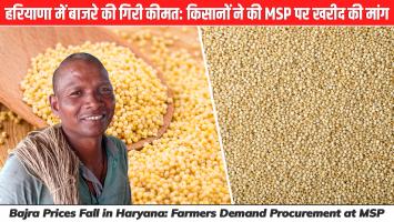 हरियाणा में बाजरे की गिरी कीमत: किसानों ने की MSP पर खरीद की मांग