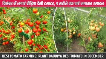Desi Tomato Farming: दिसंबर में लगाएं बौड़िया देसी टमाटर, 4 महीने तक पाएं लगातार उत्पादन