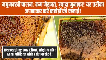 Honey Bee Farming: मधुमक्खी पालन, कम मेहनत, ज्यादा मुनाफा, यह तरीका अपनाकर करें करोड़ों की कमाई