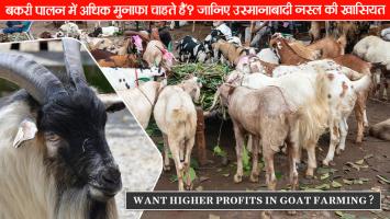 Goat farming: बकरी पालन में अधिक मुनाफा चाहते हैं? जानिए उस्मानाबादी नस्ल की खासियत