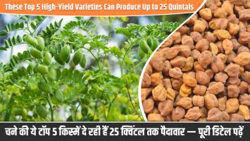 Chickpea Farming: These Top 5 High-Yield Varieties Can Produce Up to 25 Quintals — Full Details Inside