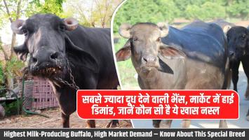 Highest Milk-Producing Buffalo, High Market Demand – Know About This Special Breed
