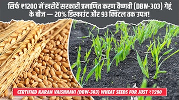 Buy Government-Certified Karan Vaishnavi (DBW-303) Wheat Seeds for Just ₹1200 — Get 20% Discount and Yield Up to 93 Quintals!