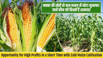 Maize farming: मक्का की खेती से कम समय में मोटा मुनाफा! जानें कौन सी किस्में हैं शानदार