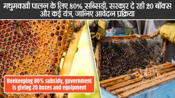 मधुमक्खी पालन से कमाएं मोटा मुनाफा! बॉक्स, छत्तों और कंटेनरों पर सरकार दे रही सब्सिडी