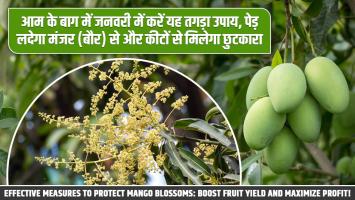 आम के बाग में जनवरी में करें यह तगड़ा उपाय, पेड़ लदेगा मंजर से और कीटों से मिलेगा छुटकारा!