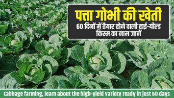 Cabbage farming: पत्ता गोभी की खेती, 60 दिनों में तैयार होने वाली हाई-यील्ड किस्म का नाम जानें