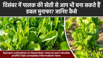 Spinach farming: दिसंबर में पालक की खेती से आप भी बना सकते हैं डबल मुनाफा? जानिए कैसे