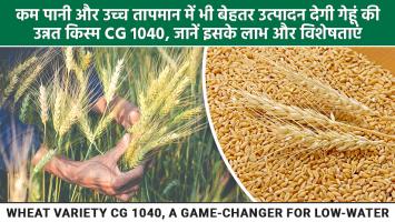 Wheat variety: कम पानी और उच्च तापमान में भी बेहतर उत्पादन देगी गेहूं की उन्नत किस्म CG 1040, जानें इसके लाभ और विशेषताएं