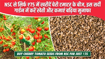 NSC से सिर्फ ₹75 में खरीदें चेरी टमाटर के बीज, इस सर्दी गार्डन में करें खेती और कमाएं बढ़िया मुनाफा