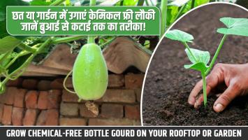 छत या गार्डन में उगाएं केमिकल फ्री लौकी – जानें बुआई से कटाई तक का तरीका!