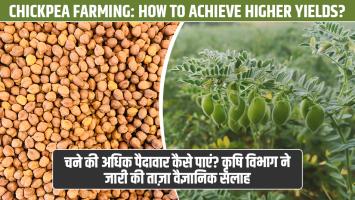 Chickpea Farming: How to Achieve Higher Yields? Agriculture Department Issues New Scientific Advisory