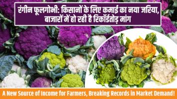 Colorful Cauliflower: रंगीन फूलगोभी: किसानों के लिए कमाई का नया जरिया, बाजारों में हो रही है रिकॉर्डतोड़ मांग!