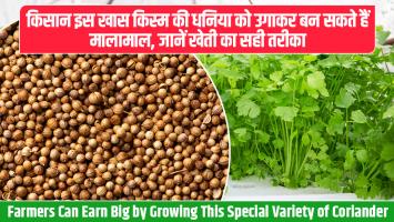Coriander farming: किसान इस खास किस्म की धनिया को उगाकर बन सकते हैं मालामाल, जानें खेती का सही तरीका