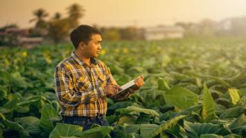 Protect Your Cucumber Crop from Gummy Stem Blight in May – Symptoms, Causes, and Best Treatments